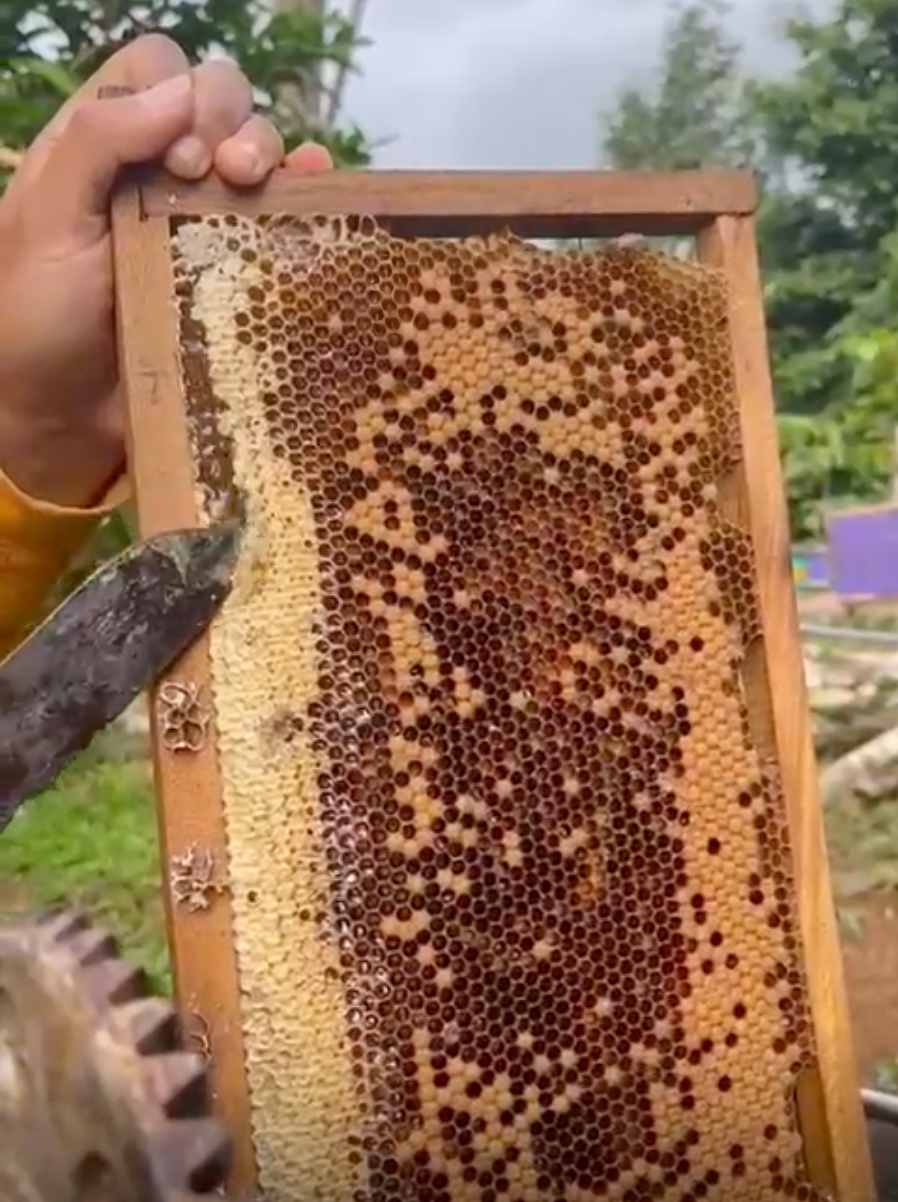 Golden Ember – Coffee Blossom Honey & Black Ginger Chocolate Truffle