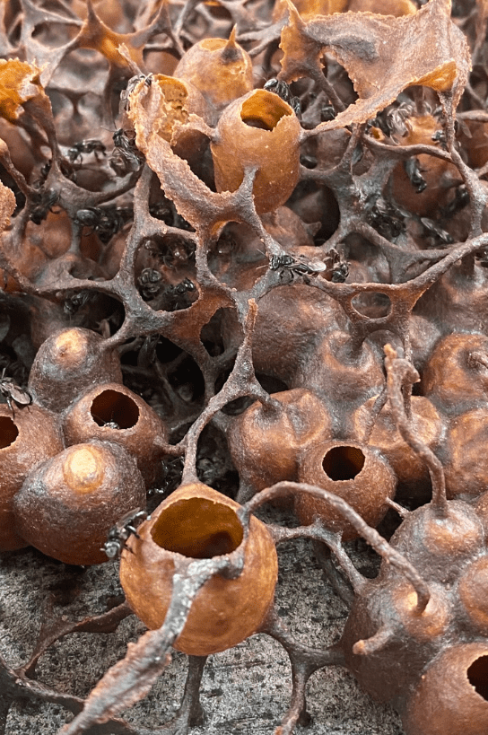 Honey made by kelulut bees 325g - EAST HONEY AND HERB ENTERPRISE