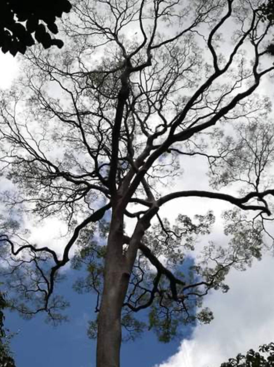 NIRWANA PURE TUALANG HONEY 325g - EAST HONEY AND HERB ENTERPRISE