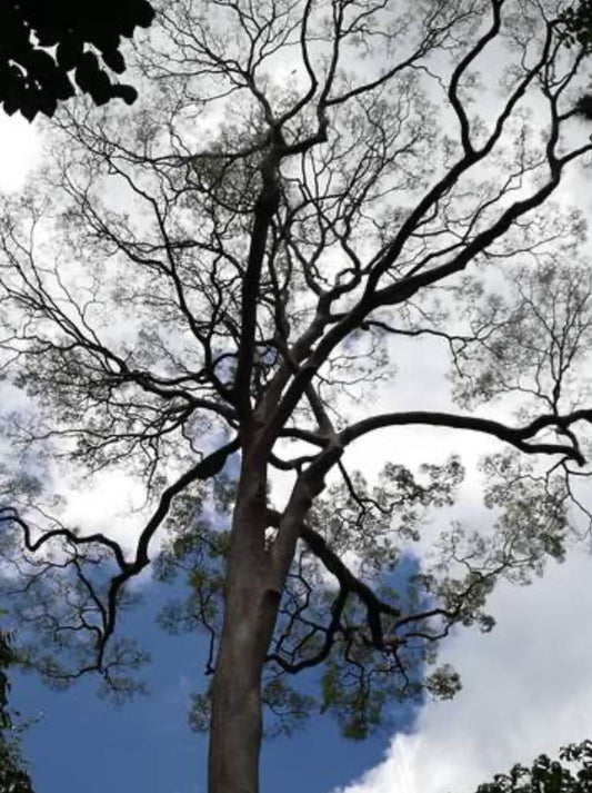 NIRWANA PURE TUALANG HONEY 325g - EAST HONEY AND HERB ENTERPRISE