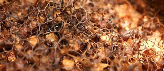 Kelulut Honey Is For Cancer Prevention (Chemopreventive) - EAT HONEY PRETTY