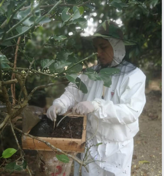 What Is Kelulut Honey? - EAT HONEY PRETTY