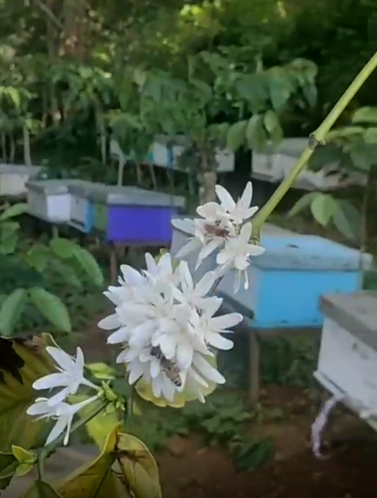 Café Fleur – Coffee Blossom Honey Truffle